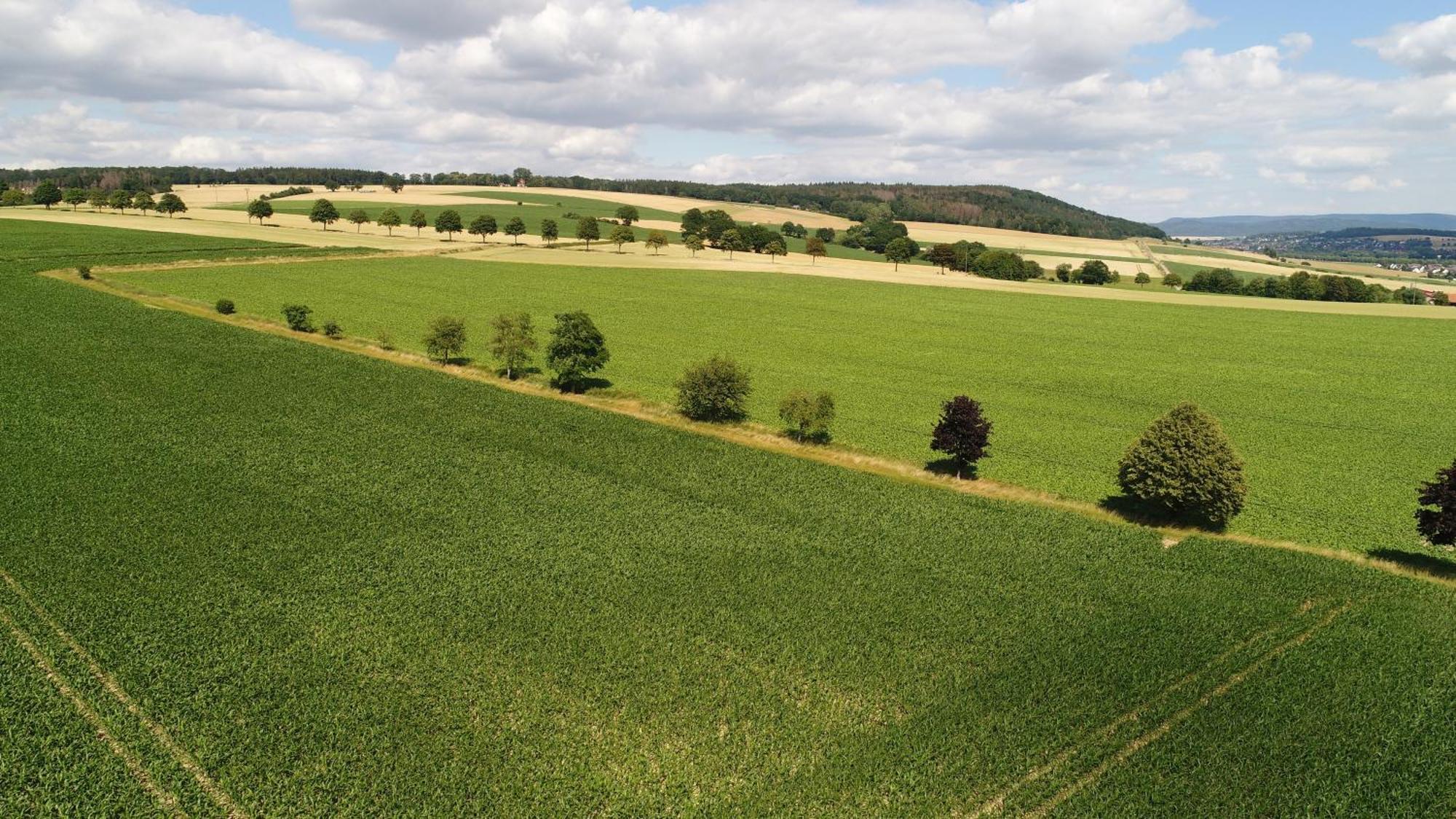 Komfort-Ferienhaus - Extertal Ferienpark - Entspannung, Natur, Wald, Familie #51 Eksteriør bilde
